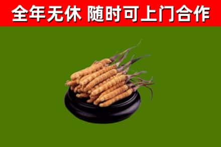 贵阳回收散虫草